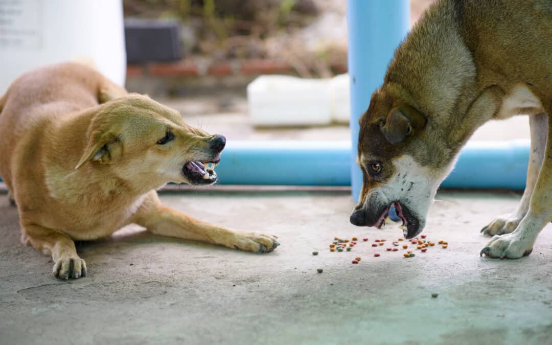 How to Stop Dog Food Aggression