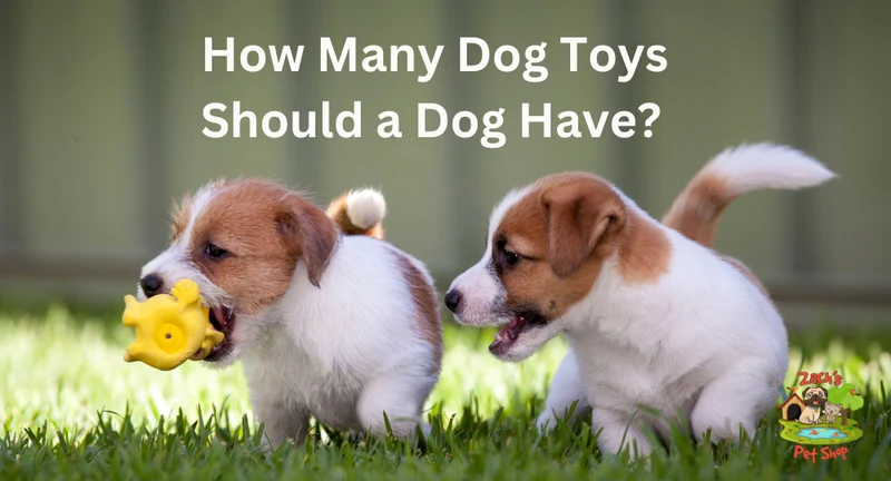 How Many Toys Should a Dog Have