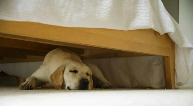 Why Does My Dog Sleep under My Bed