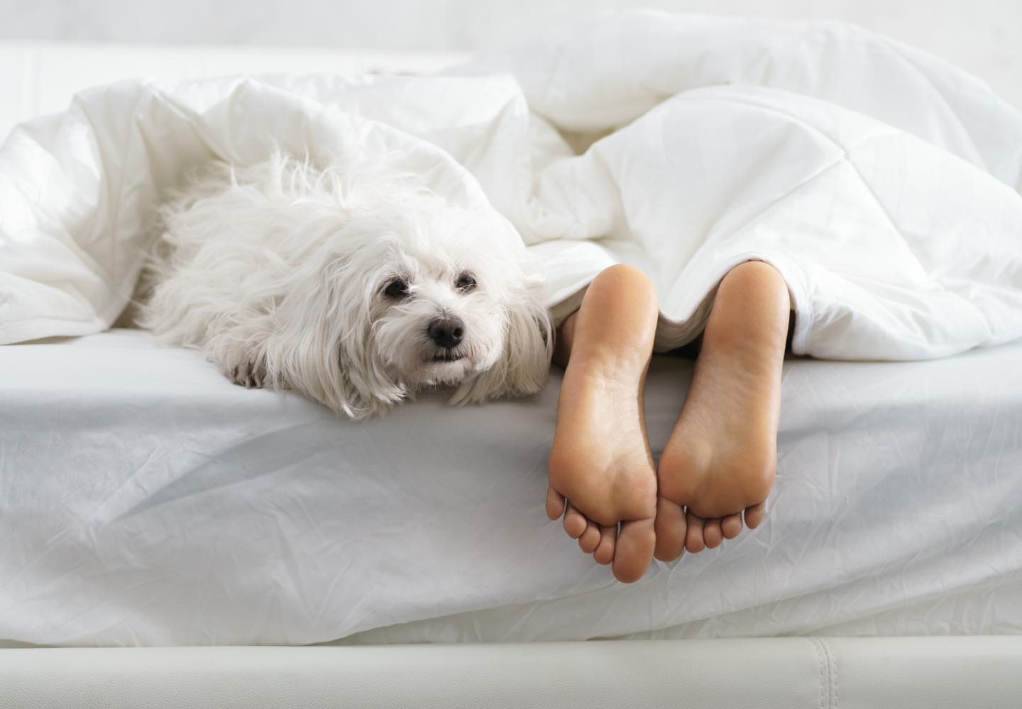 Why Do Dogs Sleep at the Foot of the Bed