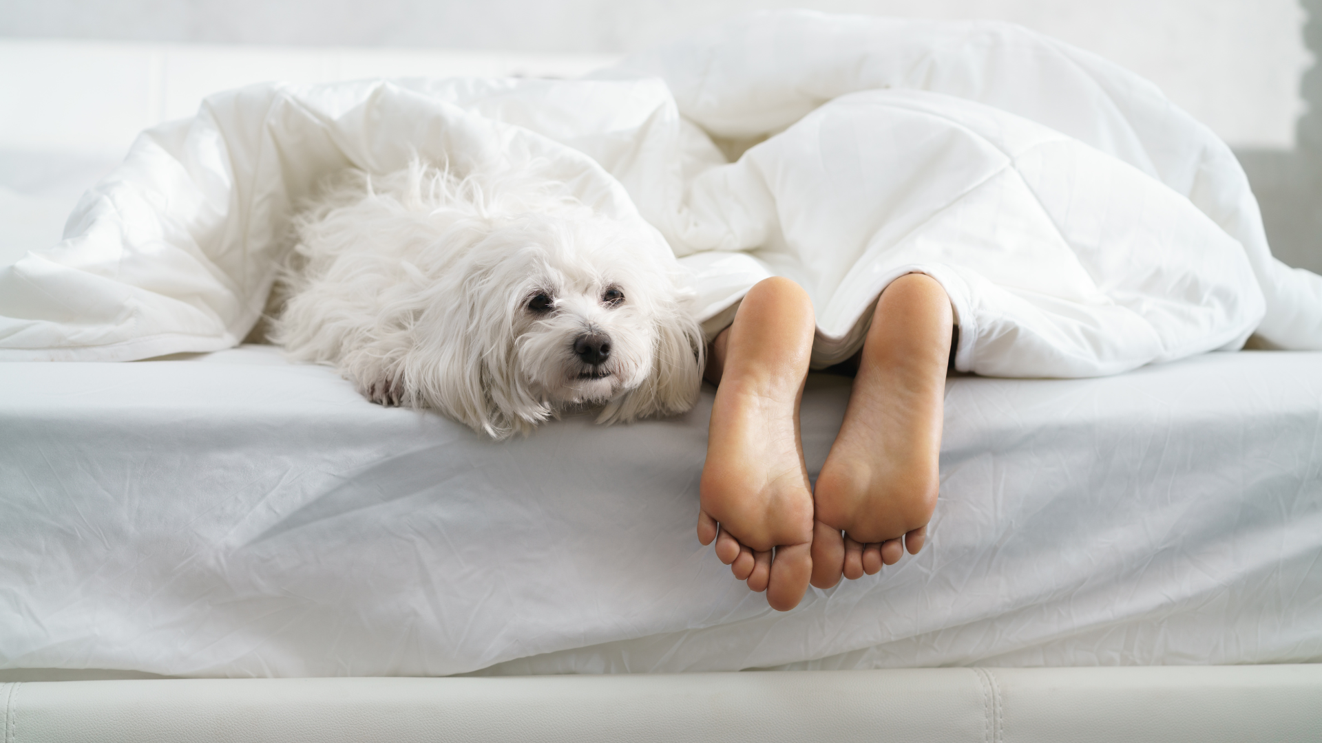 Why Do Dogs Sleep at the Foot of the Bed