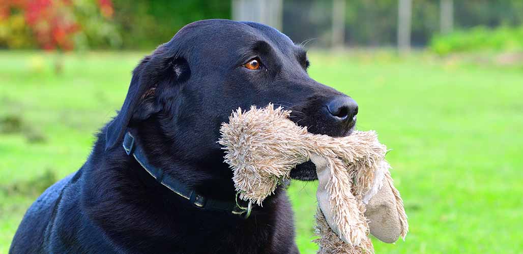 Why Is My Female Dog Whining and Carrying a Toy