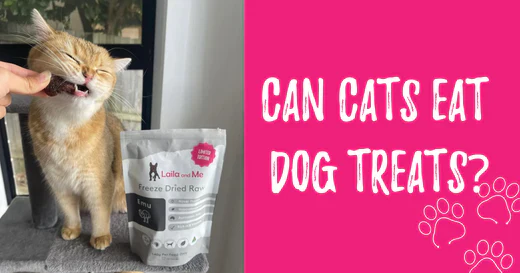 Can Cats Eat Dog Treats