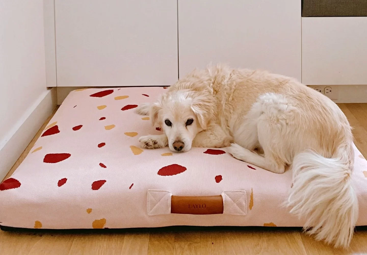 Why Do Dogs Scratch Their Beds