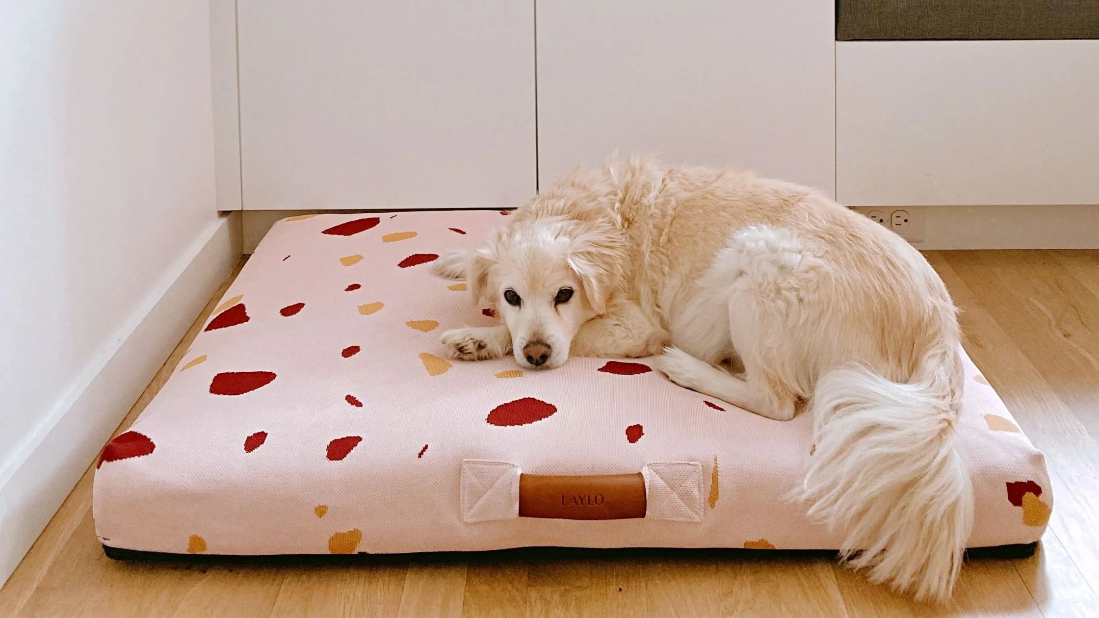 Why Do Dogs Scratch Their Beds