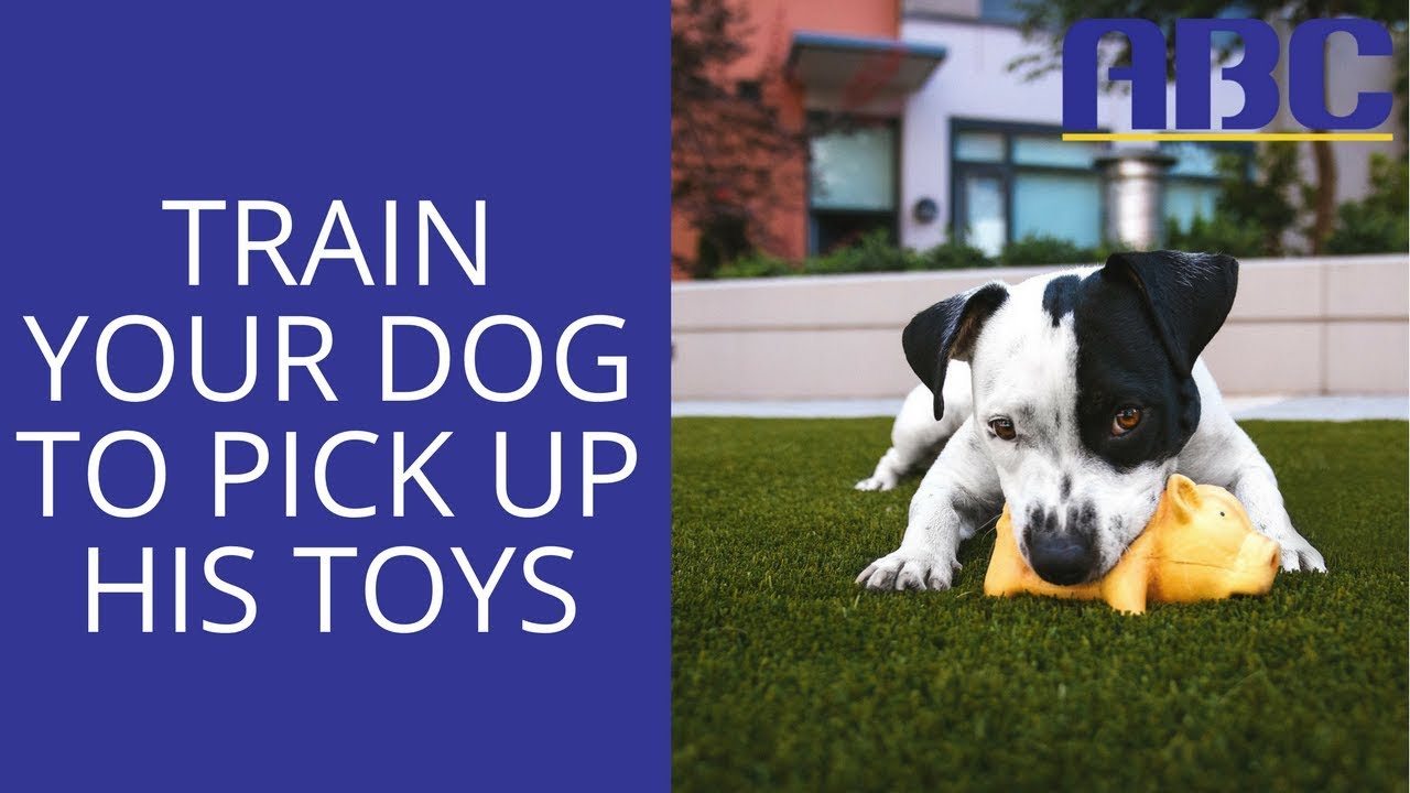 How to Teach Dog to Put Toys Away