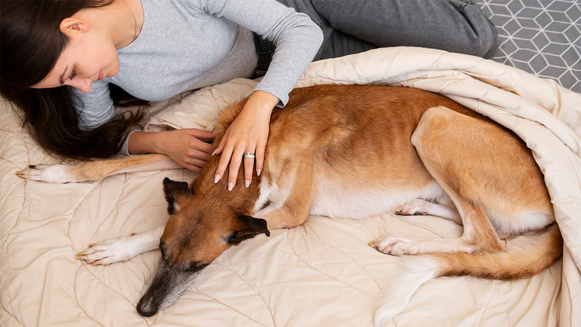 Why Do Dogs Lick Their Beds