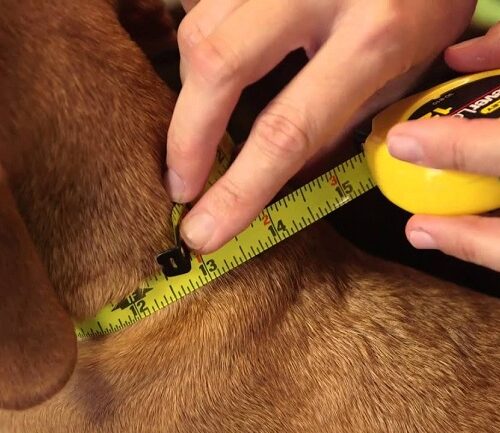 How Are Dog Collars Measured