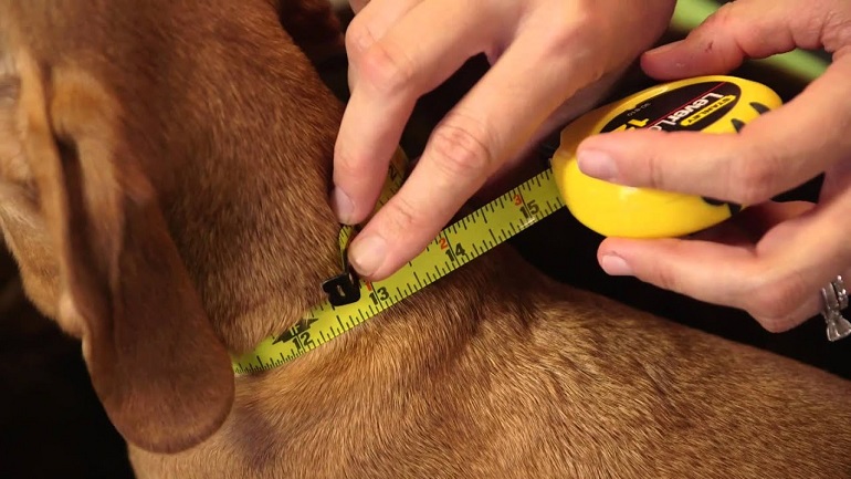 How Are Dog Collars Measured