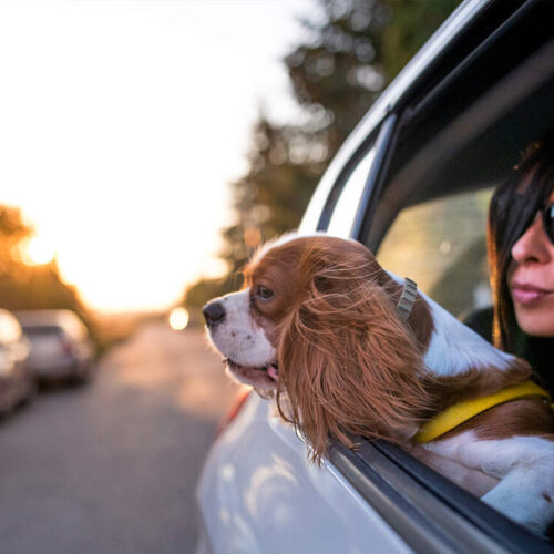 Do Flea Collars Work for Dogs