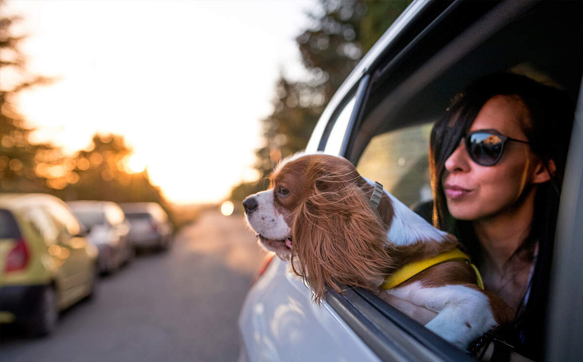 Do Flea Collars Work for Dogs