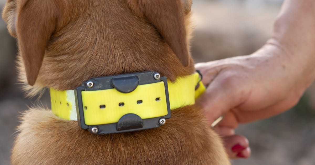 What Are E Collars for Dogs